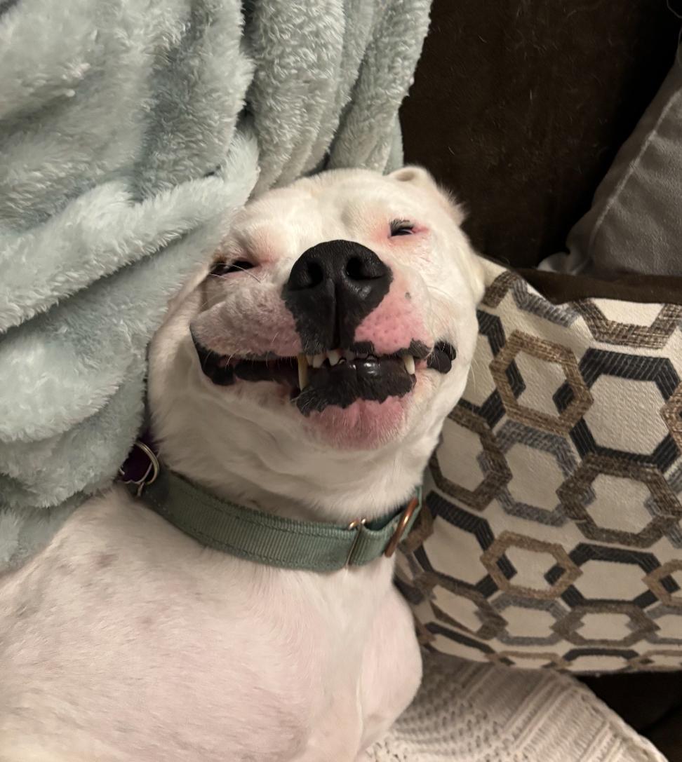 Emmit, a Adoptable mixed breed in Wadsworth, OH image 4/5