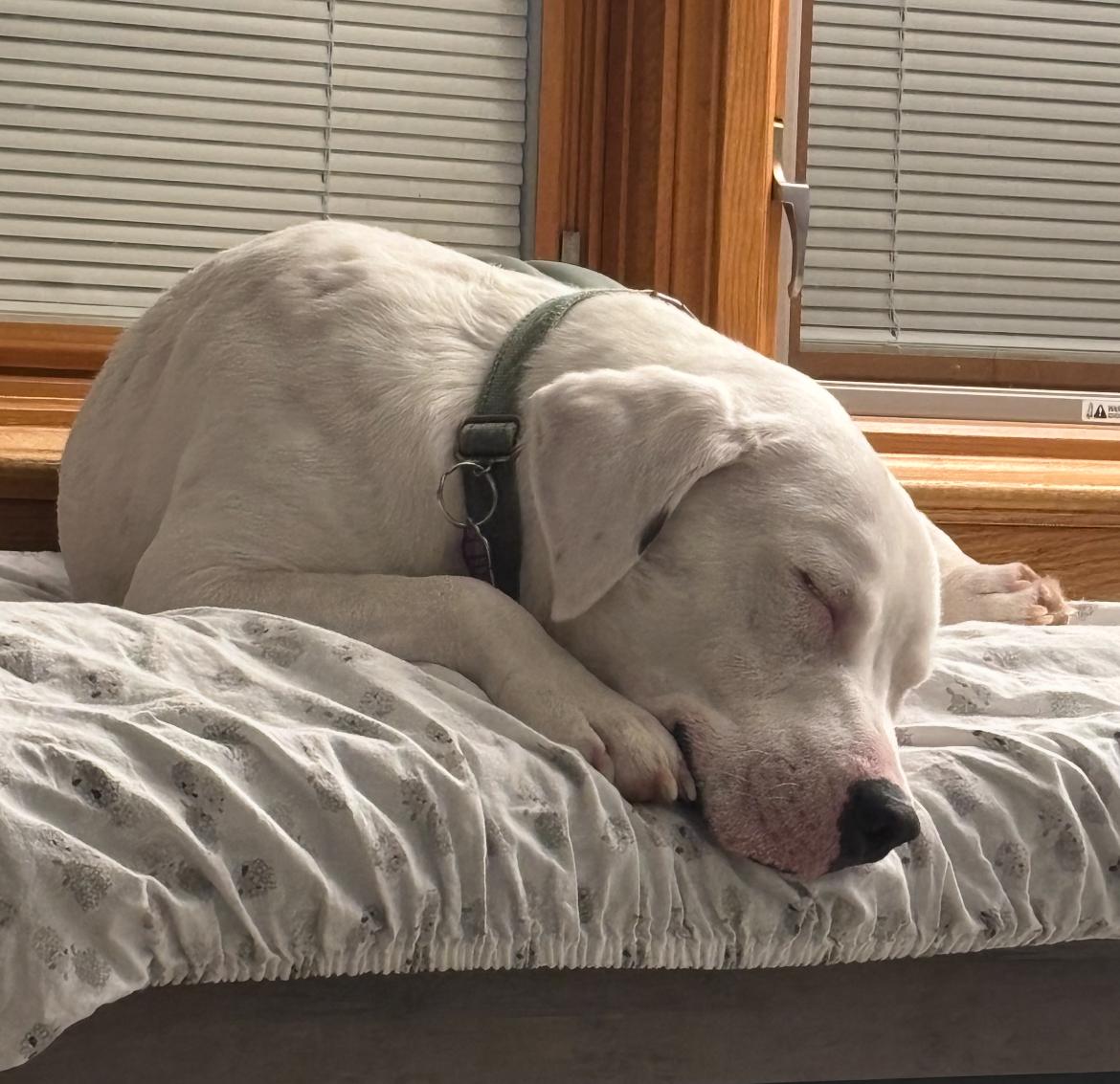 Emmit, a Adoptable mixed breed in Wadsworth, OH image 5/5