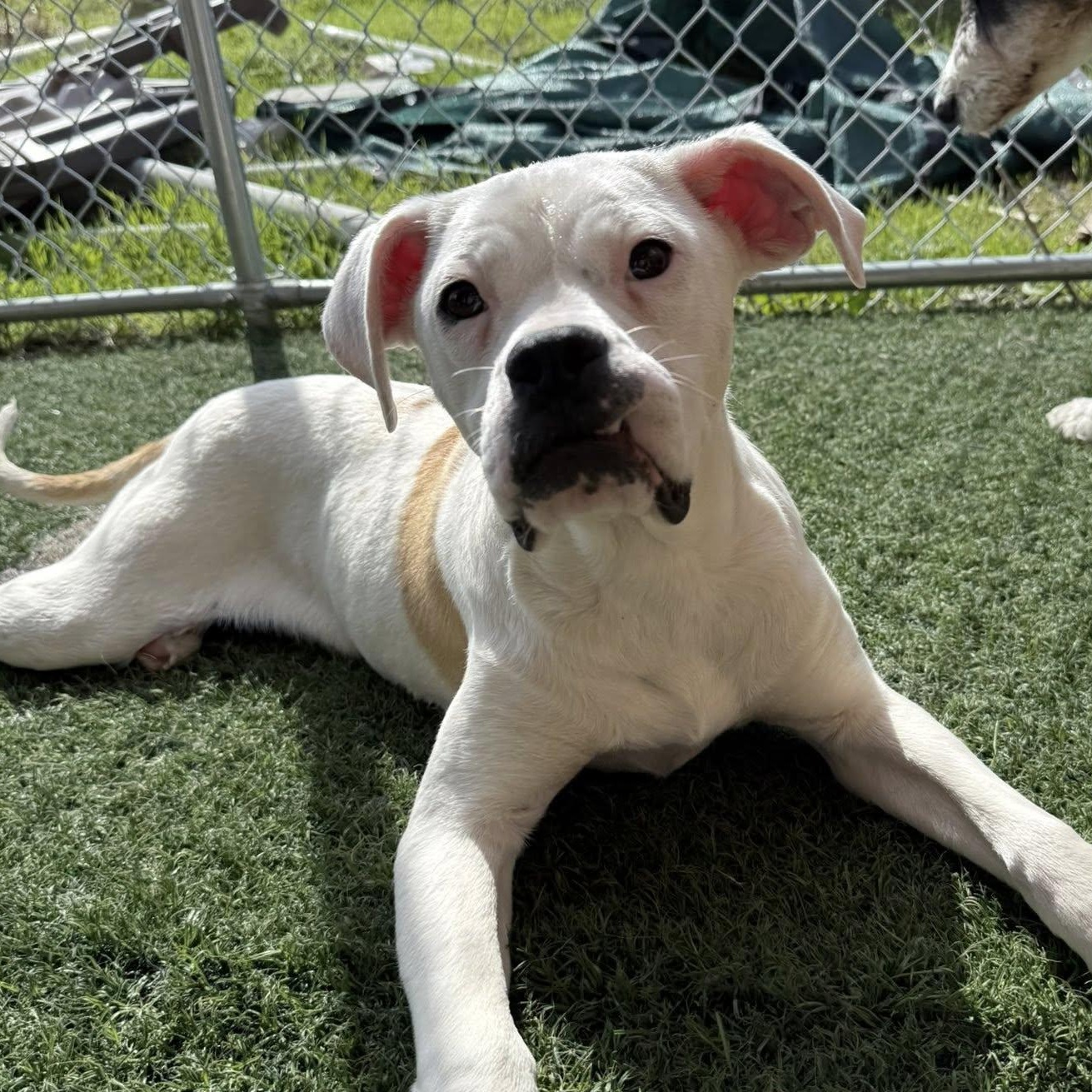 Enlarge Peanut Butter, a Adoptable mixed breed in Watertown, WI image 4/6