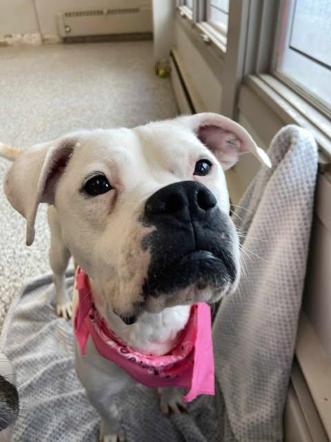 Enlarge Peanut Butter, a Adoptable mixed breed in Watertown, WI image 1/6