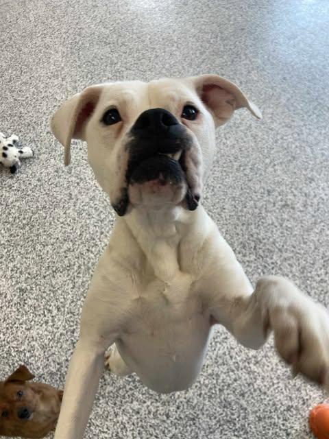 Enlarge Peanut Butter, a Adoptable mixed breed in Watertown, WI image 2/6