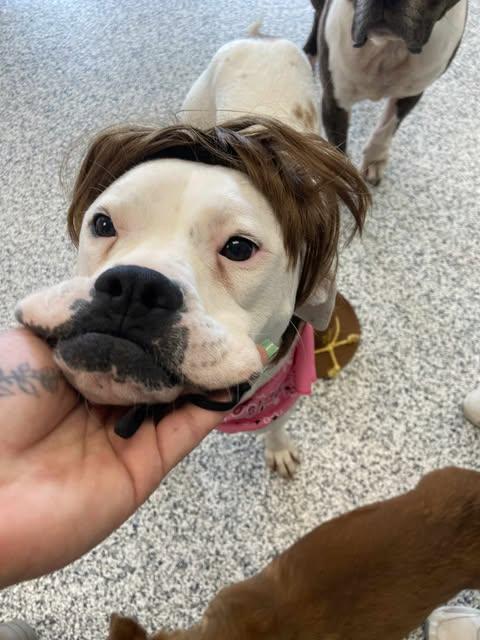 Enlarge Peanut Butter, a Adoptable mixed breed in Watertown, WI image 6/6