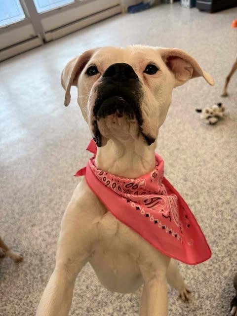 Enlarge Peanut Butter, a Adoptable mixed breed in Watertown, WI image 5/6