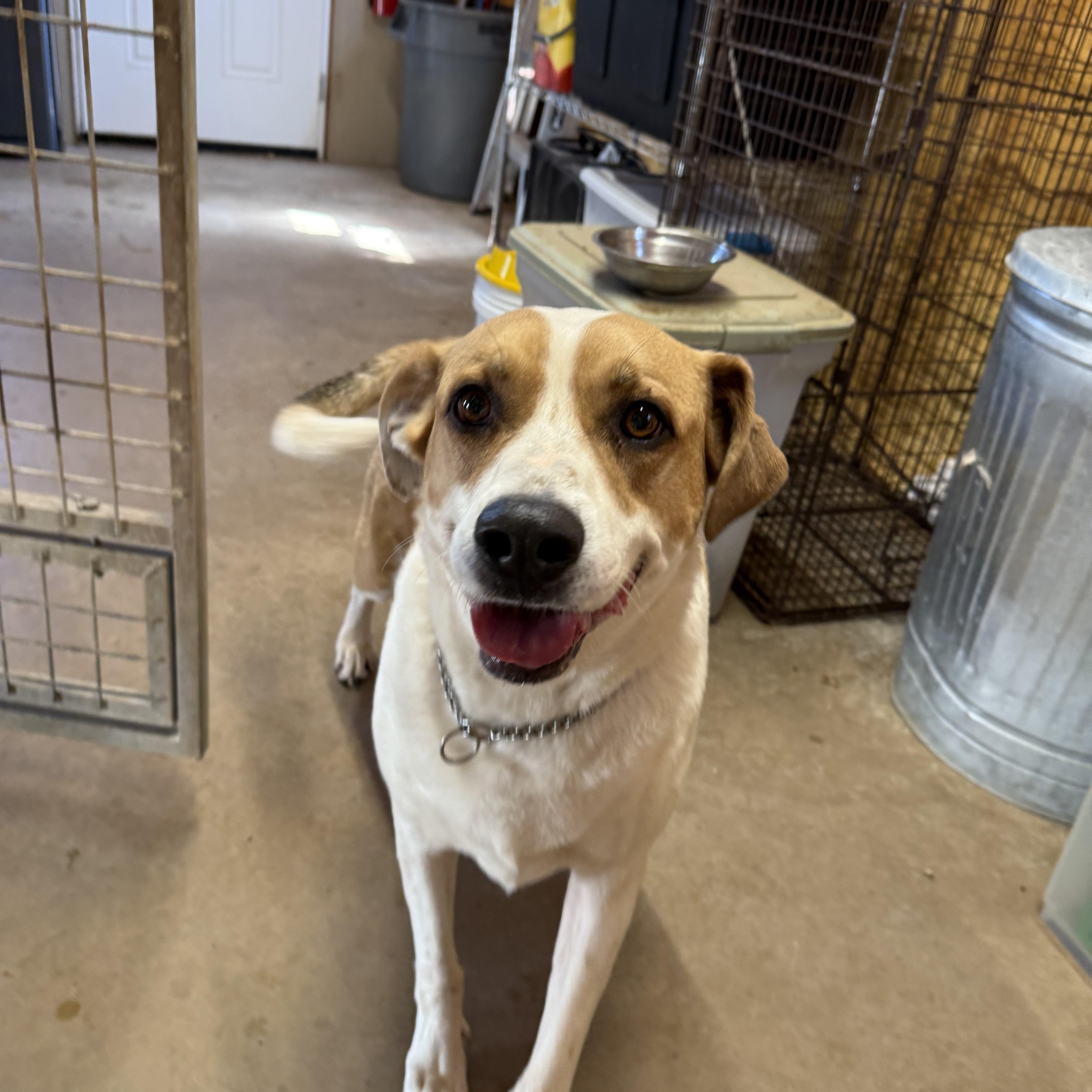 Enlarge Cappie (Courtesy Post), a Adoptable mixed breed in Hinton, OK image 2/2