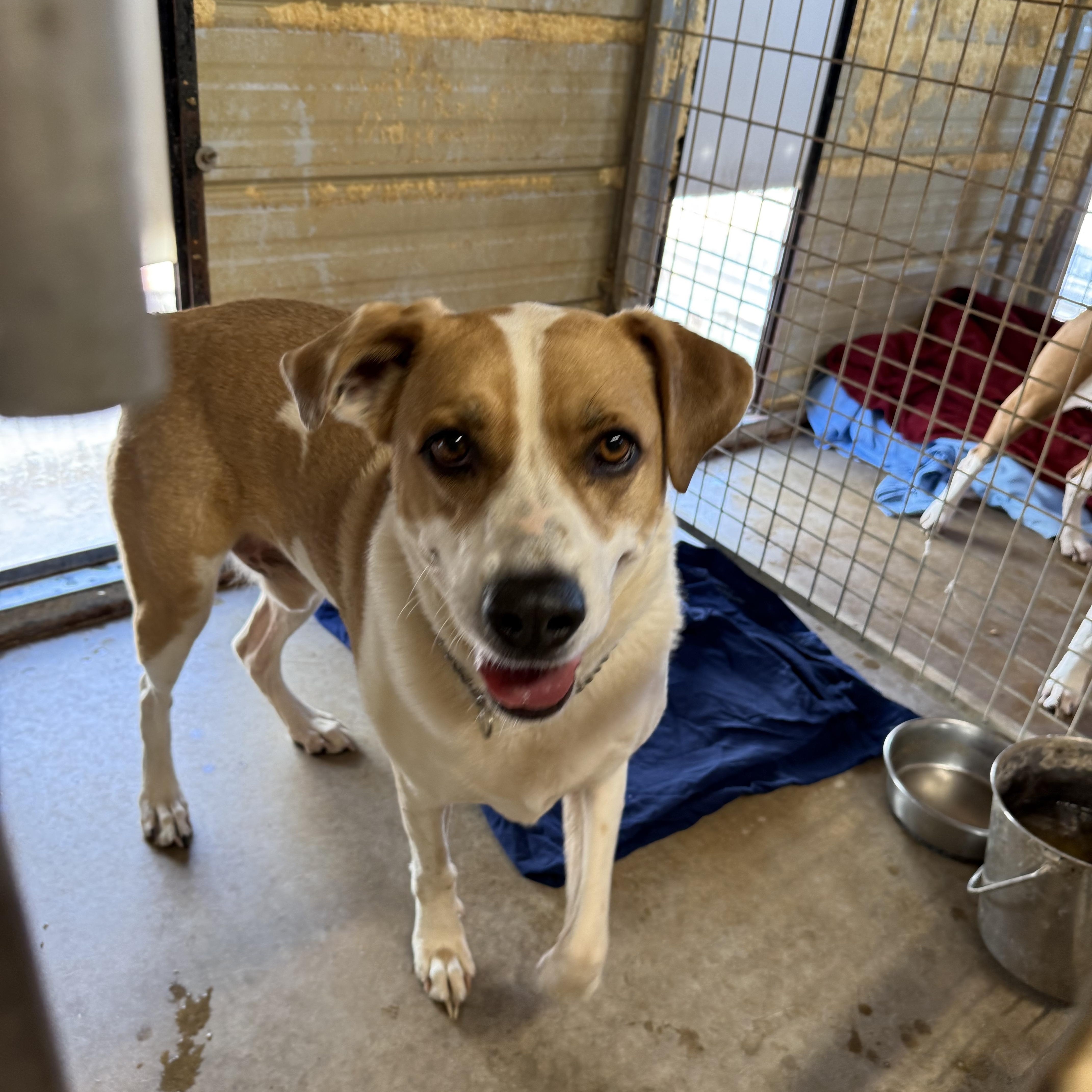 Enlarge Cappie (Courtesy Post), a Adoptable mixed breed in Hinton, OK image 1/2