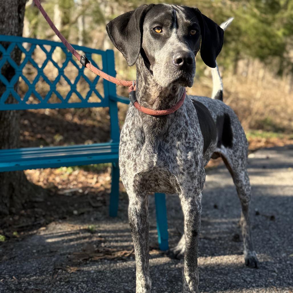 Roscoe 0498, Adoptable, Adult Male Bluetick Coonhound.