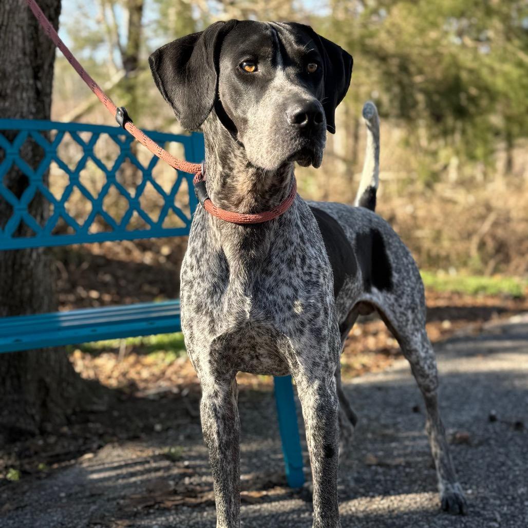 Enlarge Roscoe 0498, a Adoptable Bluetick Coonhound in LOXAHATCHEE, FL image 2/6