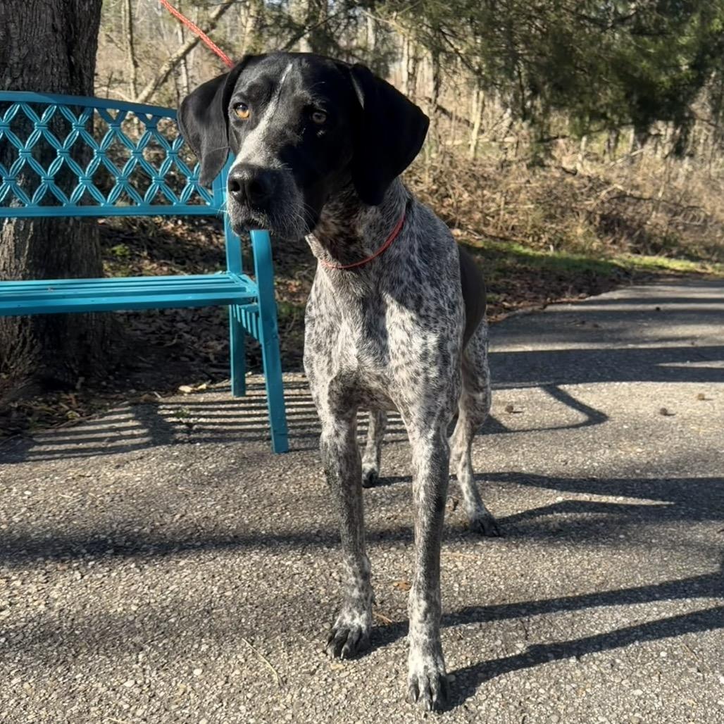 Enlarge Roscoe 0498, a Adoptable Bluetick Coonhound in LOXAHATCHEE, FL image 3/6