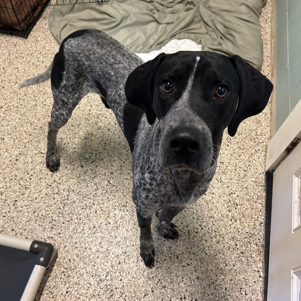 Enlarge Roscoe 0498, a Adoptable Bluetick Coonhound in LOXAHATCHEE, FL image 4/6