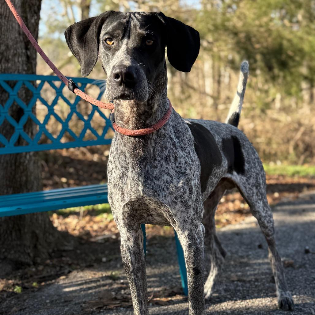 Enlarge Roscoe 0498, a Adoptable Bluetick Coonhound in LOXAHATCHEE, FL image 5/6