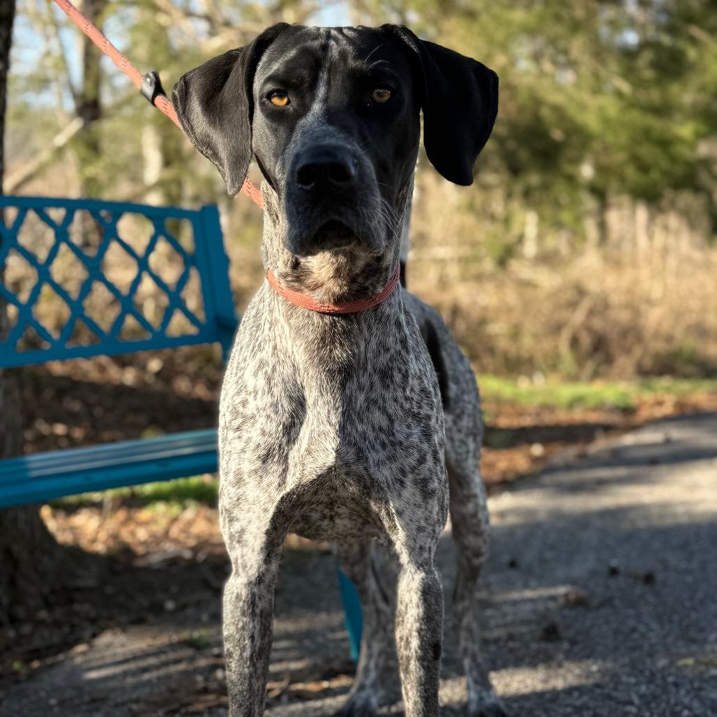 Enlarge Roscoe 0498, a Adoptable Bluetick Coonhound in LOXAHATCHEE, FL image 6/6