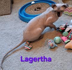 Enlarge Lagertha, a ADOPTABLE Sphynx / Hairless Cat in Phoenix, AZ image 2/3