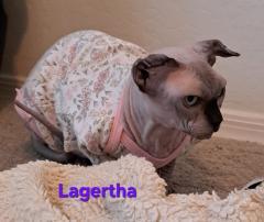 Enlarge Lagertha, a ADOPTABLE Sphynx / Hairless Cat in Phoenix, AZ image 1/3
