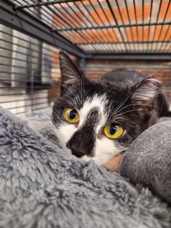 Wisteria, Adoptable, Young Female Domestic Short Hair.