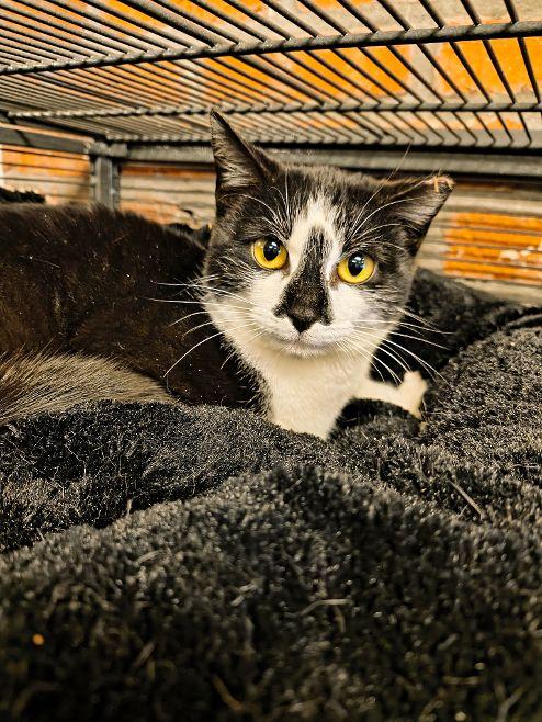 Enlarge Wisteria, a Adoptable Domestic Short Hair in Gettysburg, PA image 2/3
