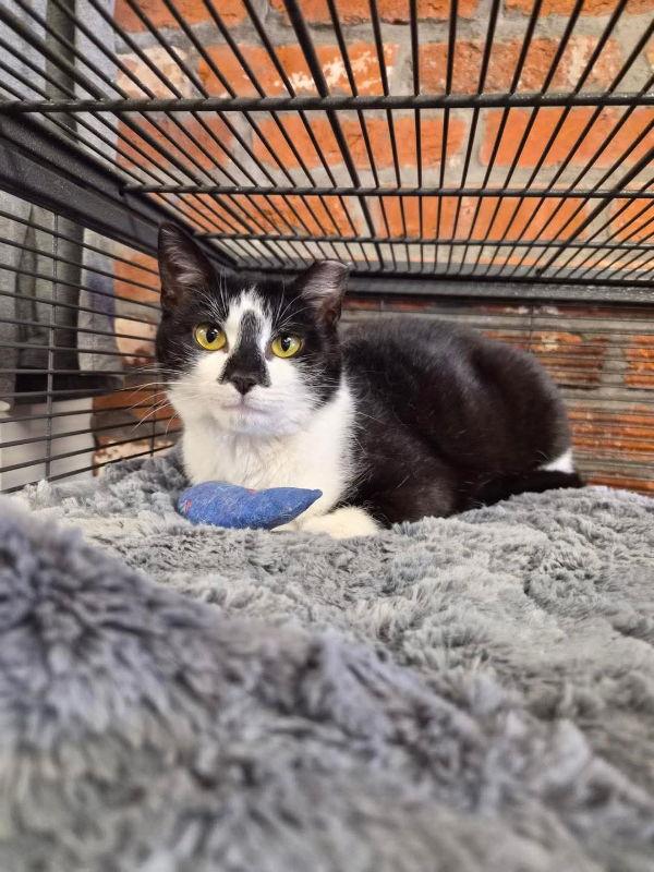 Enlarge Wisteria, a Adoptable Domestic Short Hair in Gettysburg, PA image 3/3