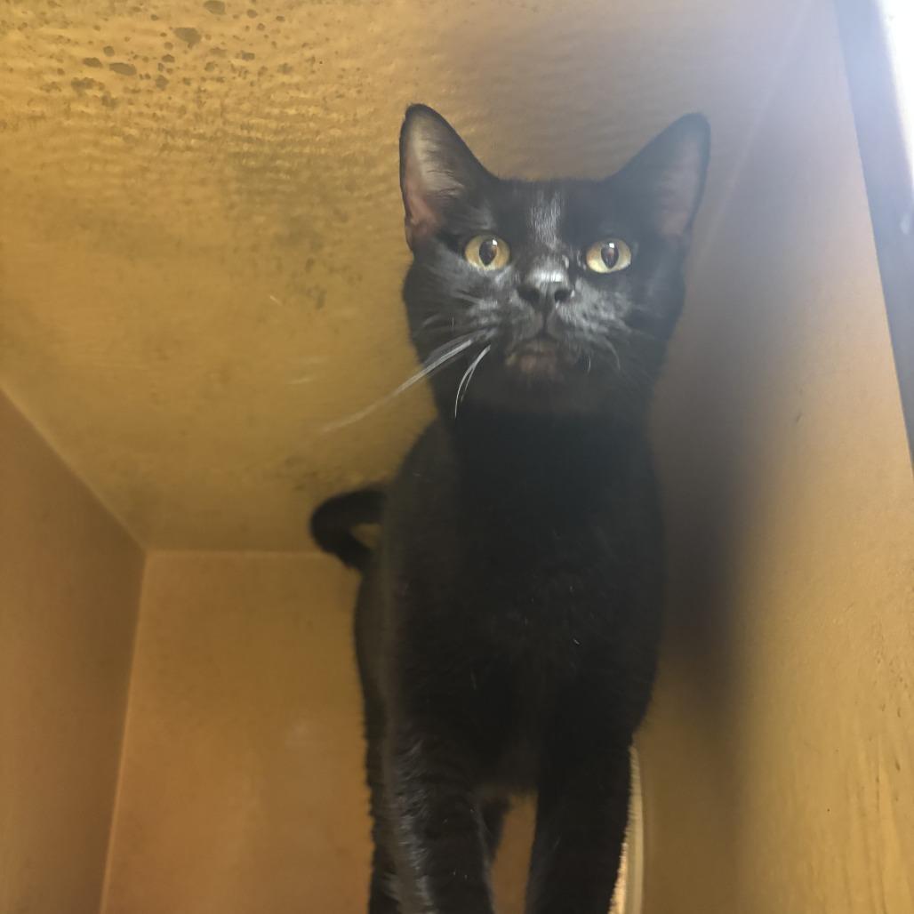 Enlarge Sunshine, a Adoptable Domestic Short Hair in Boston, MA image 1/1