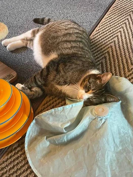 Teddy, a Adoptable Domestic Short Hair in Lewistown, PA image 1/4