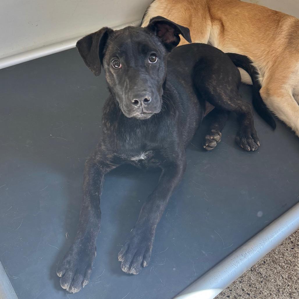Faye, a Adoptable mixed breed in Brownsboro, AL image 1/6
