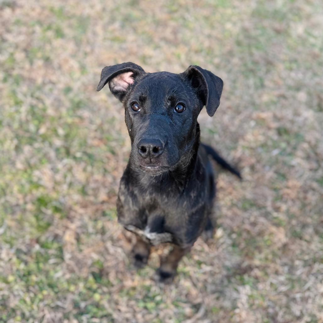 Faye, a Adoptable mixed breed in Brownsboro, AL image 2/6