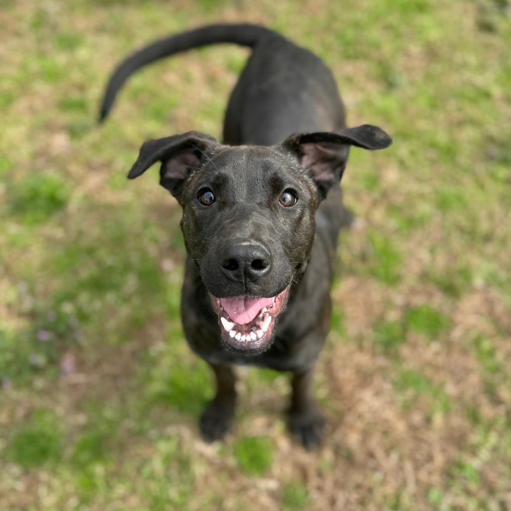Faye, a Adoptable mixed breed in Brownsboro, AL image 3/6