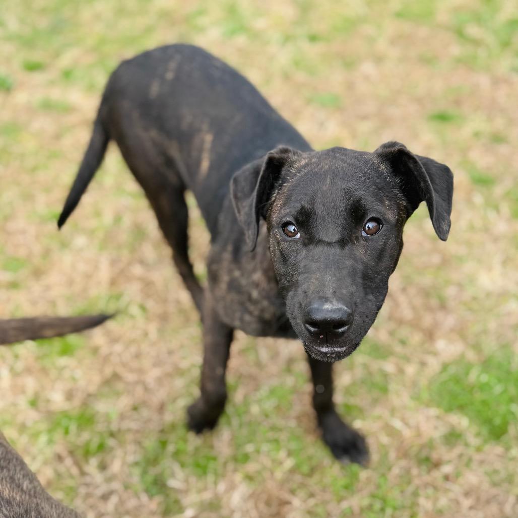 Faye, a Adoptable mixed breed in Brownsboro, AL image 4/6