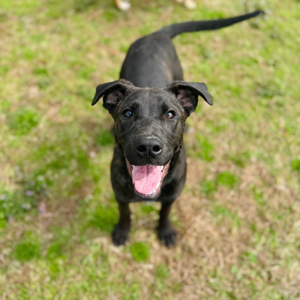 Faye, a Adoptable mixed breed in Brownsboro, AL image 5/6