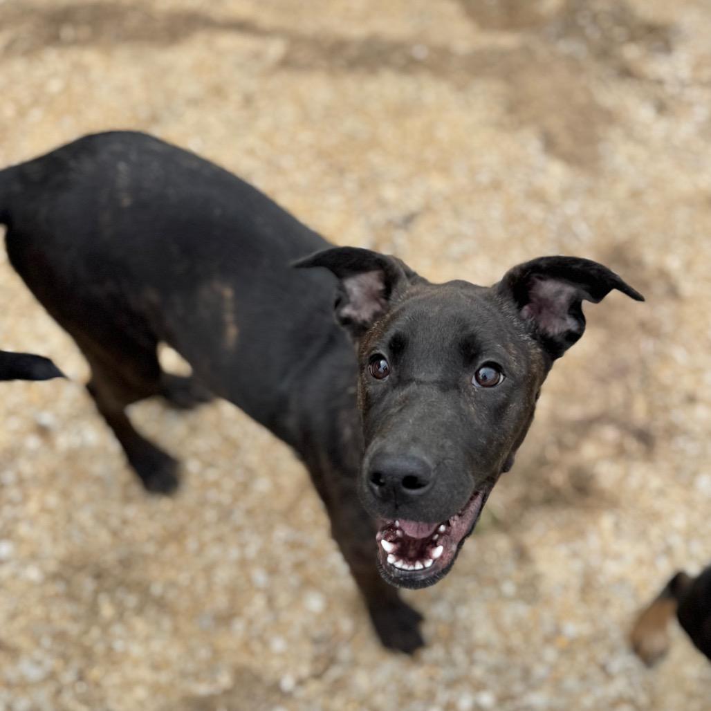 Faye, a Adoptable mixed breed in Brownsboro, AL image 6/6