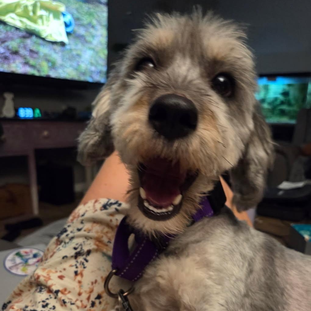Piper, an adoptable Aussiedoodle in Phoenix, AZ, 85083 | Photo Image 2