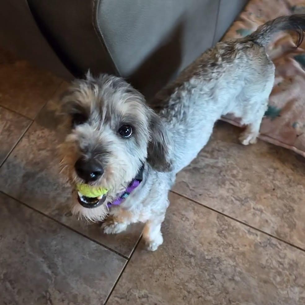 Piper, an adoptable Aussiedoodle in Phoenix, AZ, 85083 | Photo Image 3