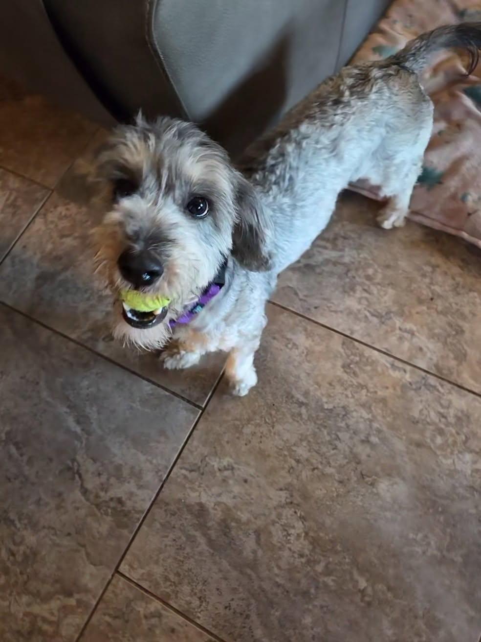 Piper photo 3