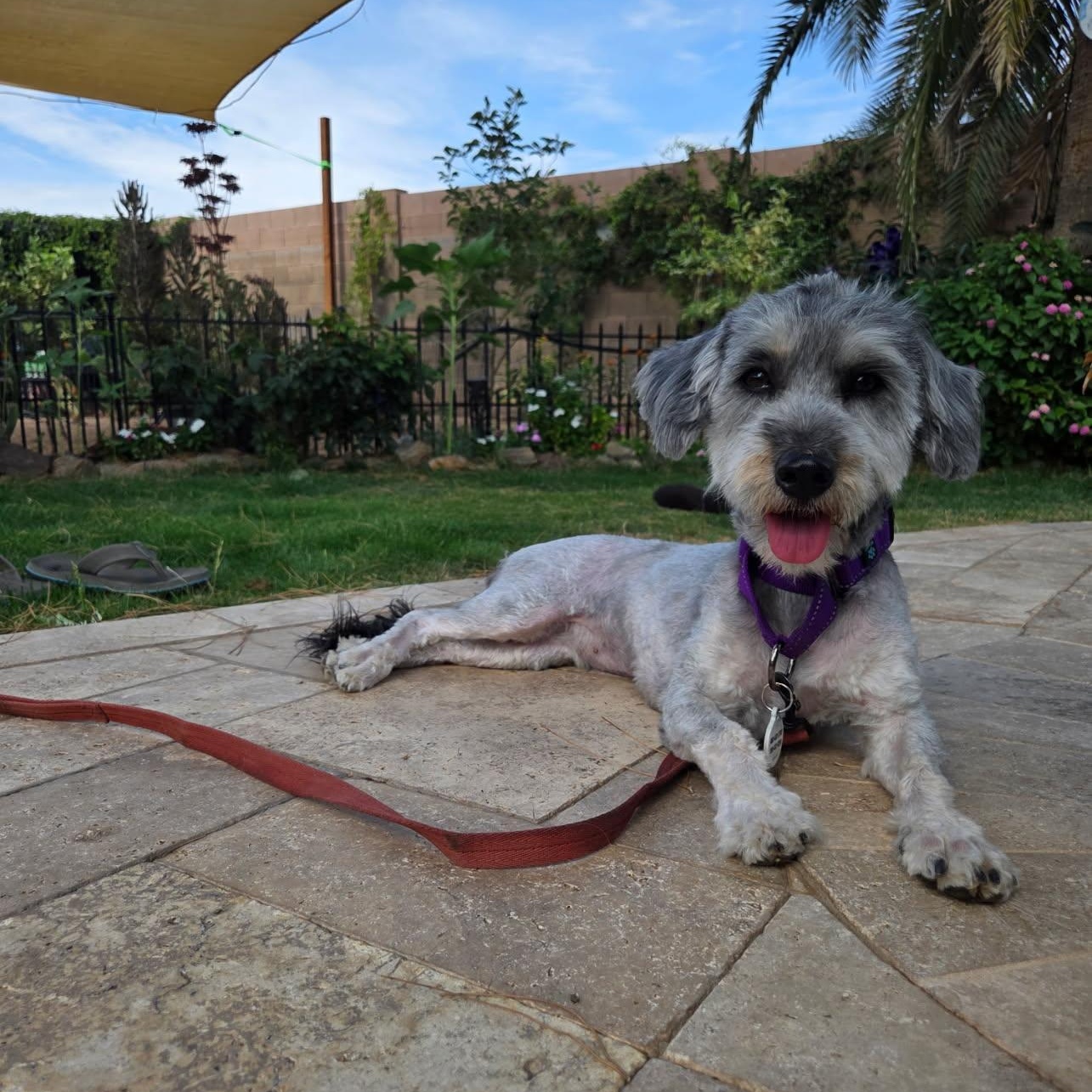 Piper photo 4