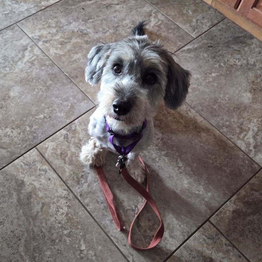 Piper photo 5