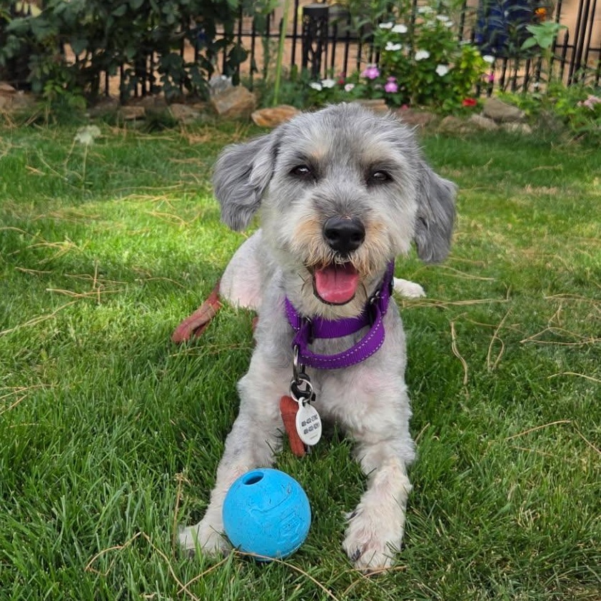 Piper