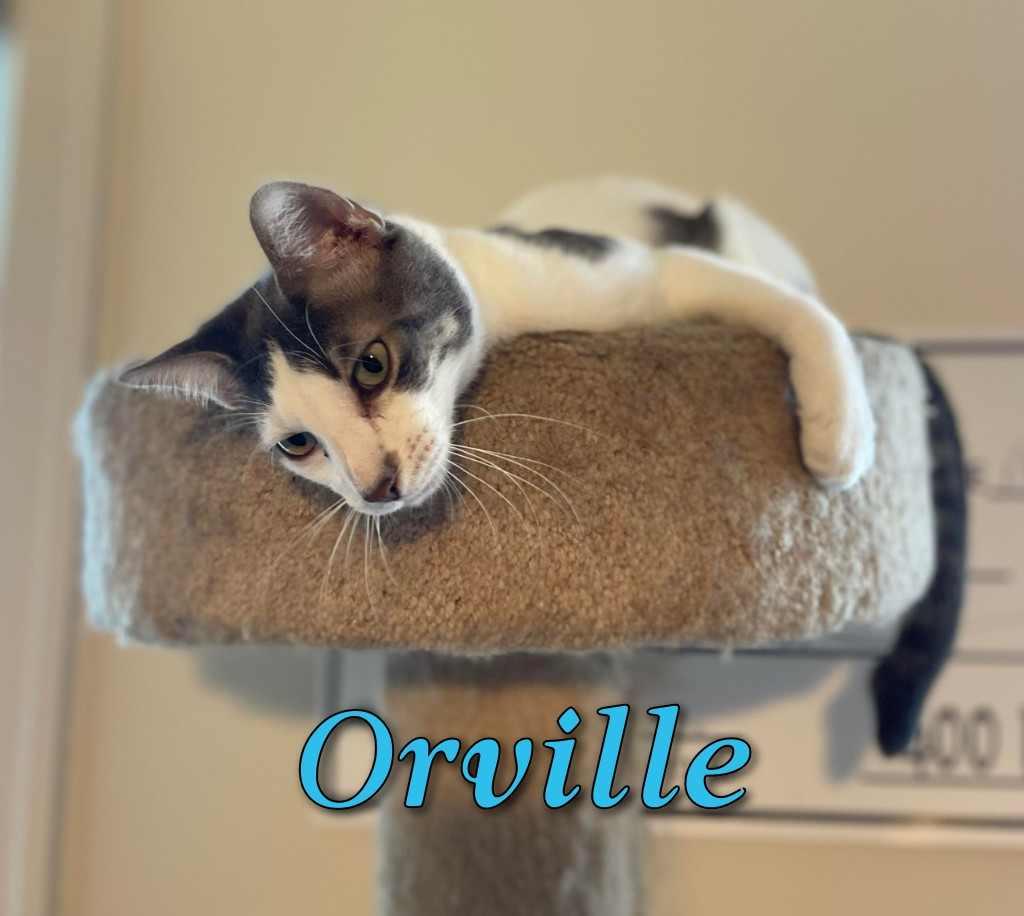 Orville