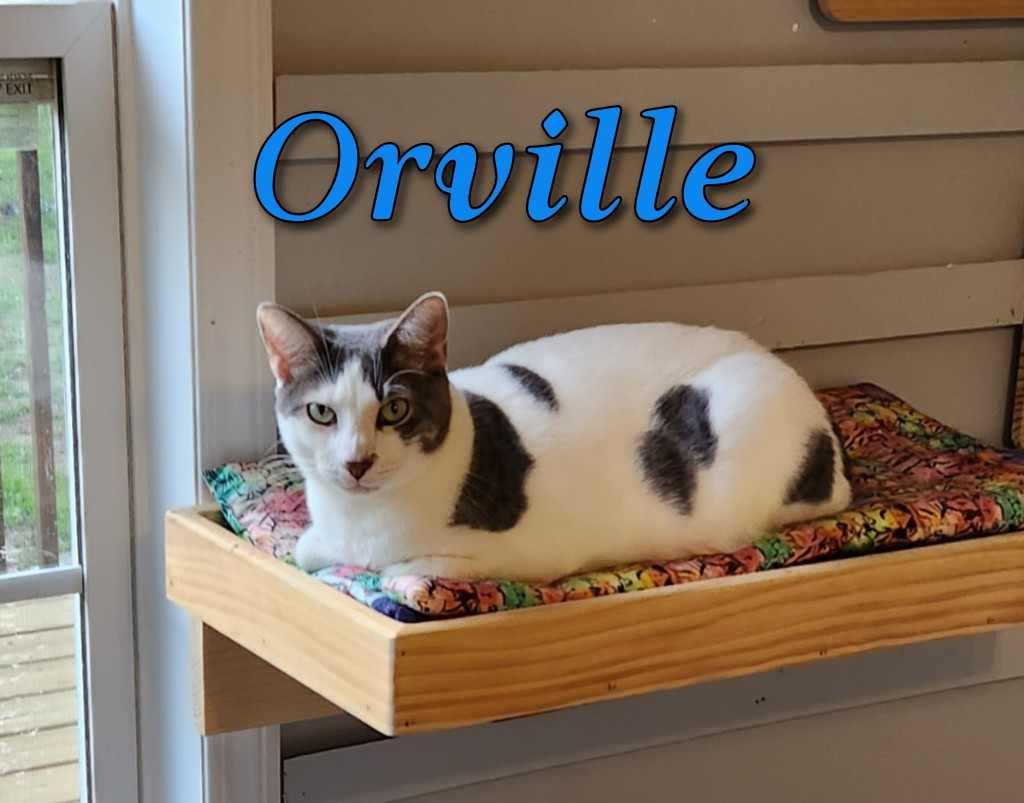 Orville