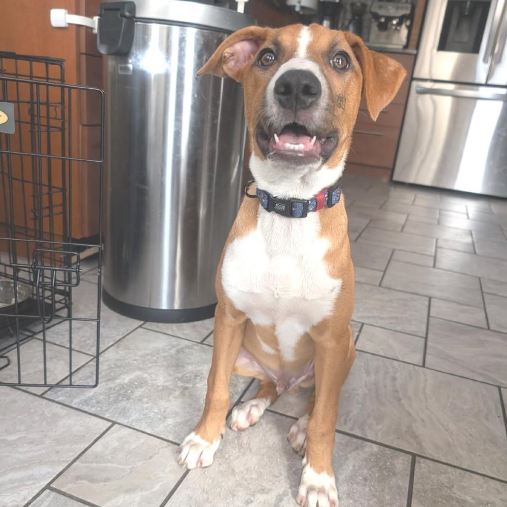 Pickles, Adoptable, Young Male Basenji & Smooth Collie.