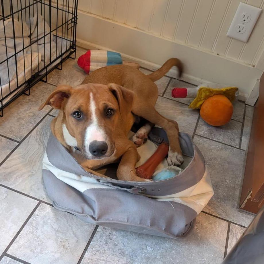 Pickles, Adoptable, Young Male Basenji & Smooth Collie.