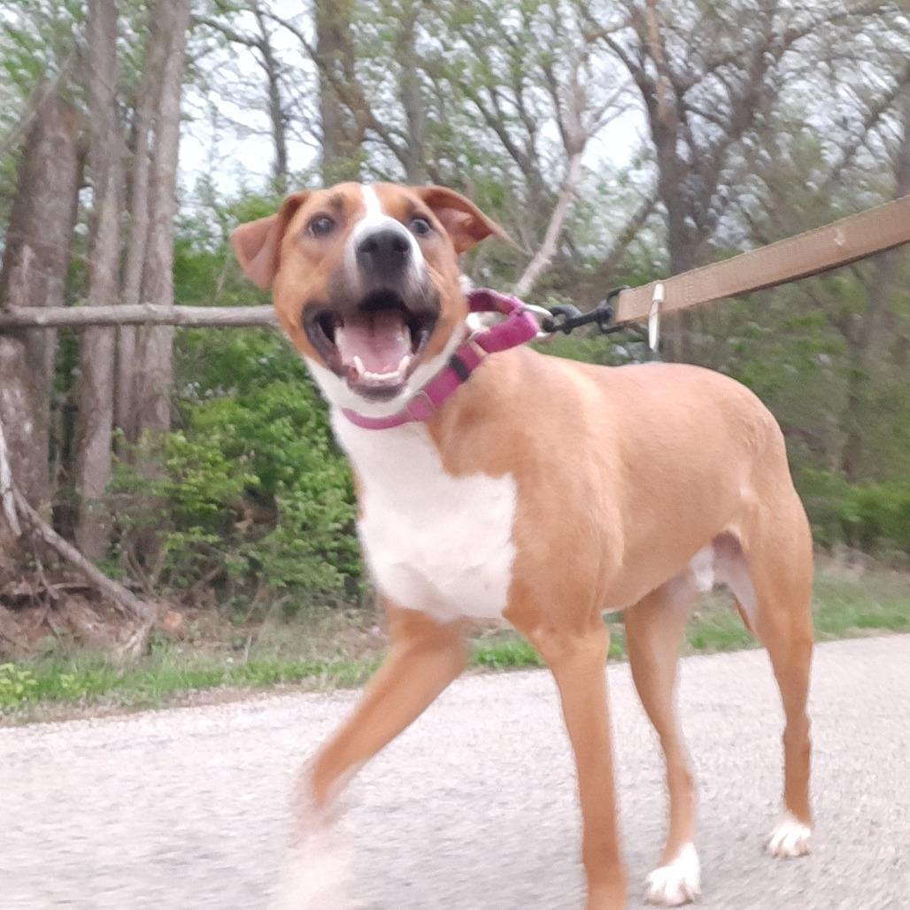 Enlarge Pickles, a Adoptable mixed breed in Mooresville, IN image 3/6