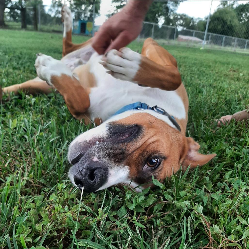 Enlarge Pickles, a Adoptable mixed breed in Mooresville, IN image 2/6