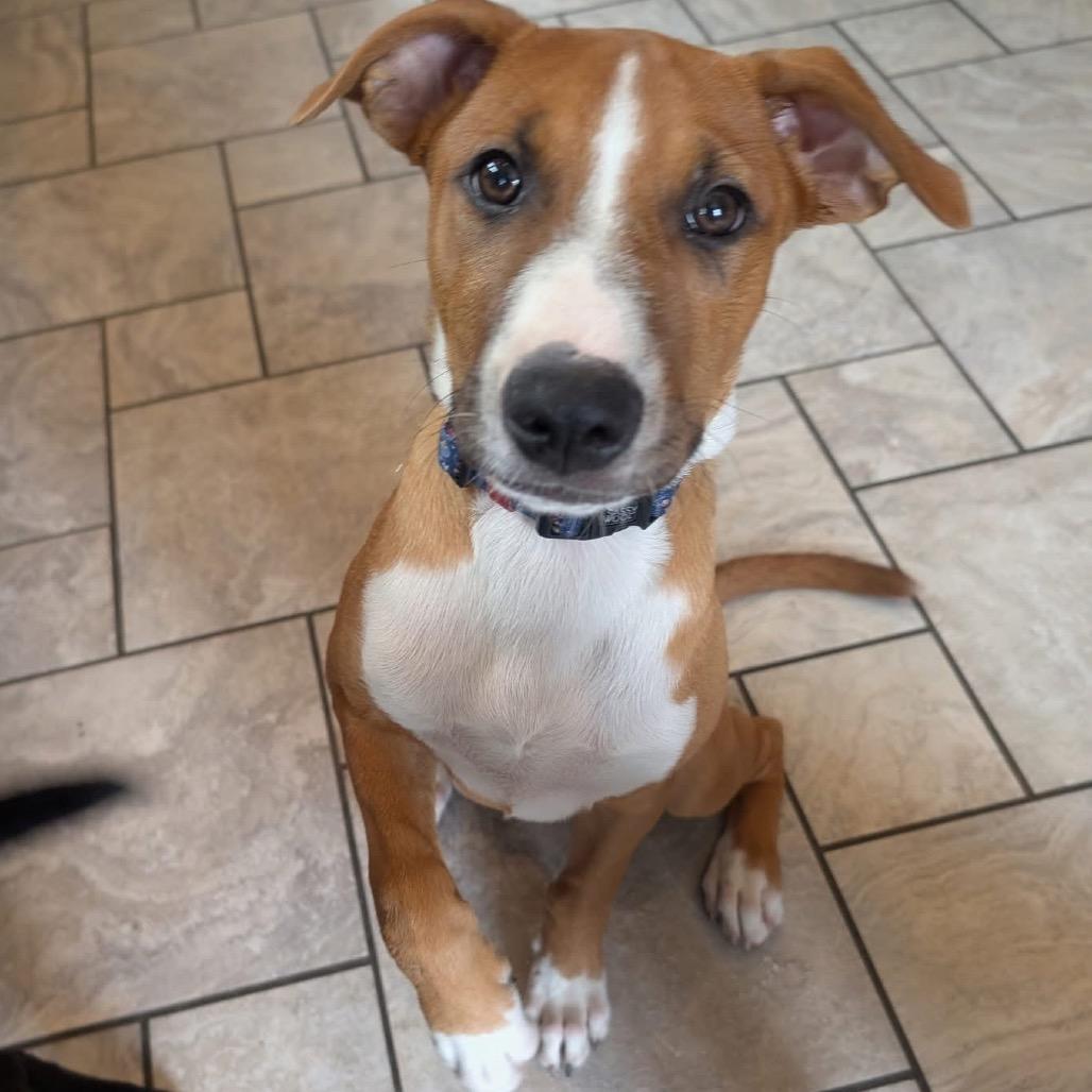 Enlarge Pickles, a Adoptable mixed breed in Mooresville, IN image 4/6