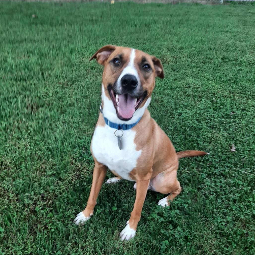 Enlarge Pickles, a Adoptable mixed breed in Mooresville, IN image 4/6