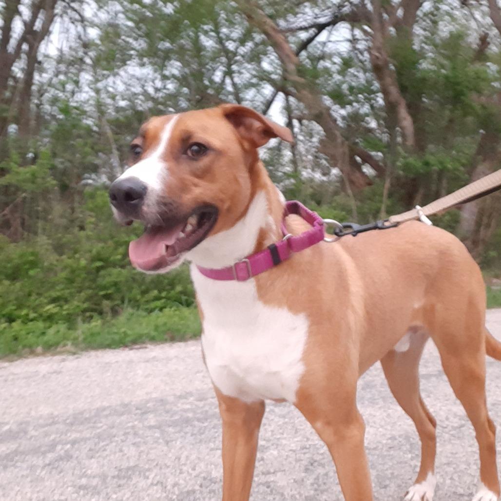 Enlarge Pickles, a Adoptable mixed breed in Mooresville, IN image 5/6
