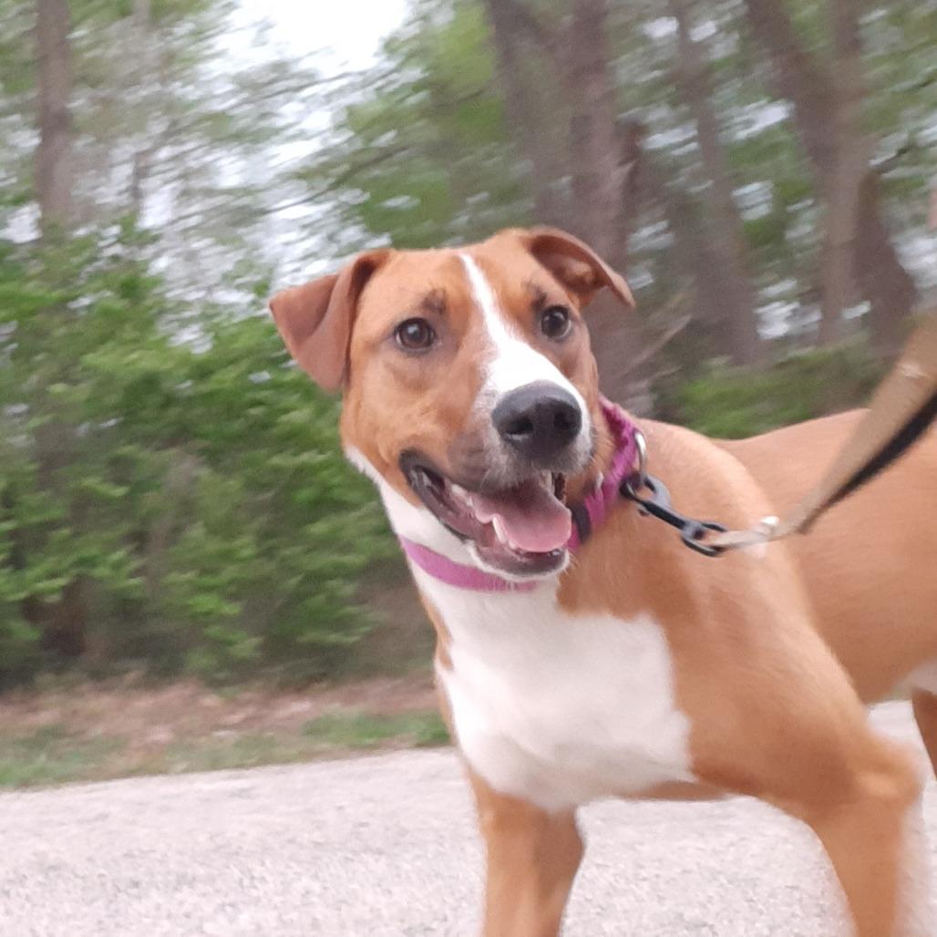 Enlarge Pickles, a Adoptable mixed breed in Mooresville, IN image 6/6