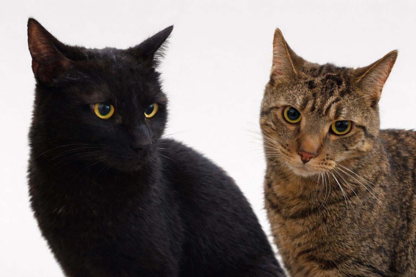 SKIPPER & GILLIGAN, Adoptable, Young Male Domestic Short Hair.