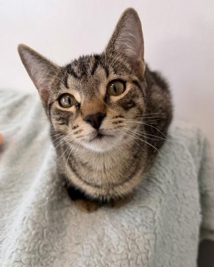 Tortellini, Adoptable, Kitten Male Domestic Short Hair & Domestic Short Hair.