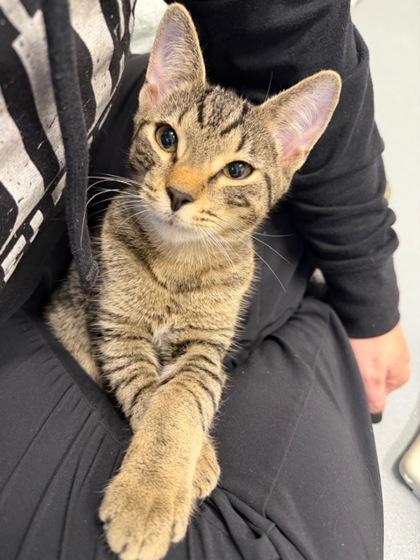 Enlarge Tortellini, a Adoptable mixed breed in Saint Petersburg, FL image 1/1