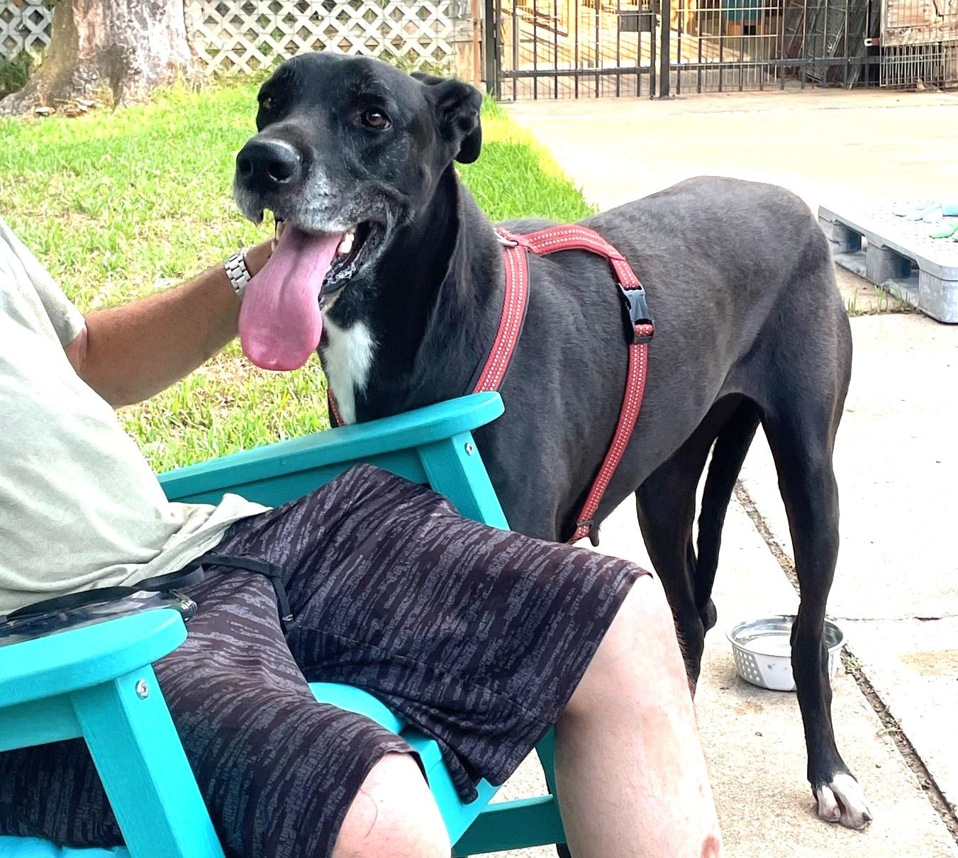 Enlarge HOLLY-See Videos in BIO, a Adoptable Great Dane in Burlington, VT image 3/5