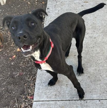 Enlarge Sugar, a ADOPTABLE mixed breed in The Colony, TX image 3/3