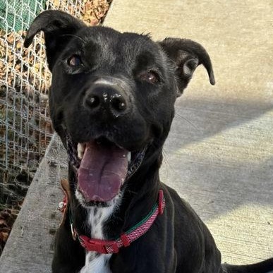 Enlarge Sugar, a ADOPTABLE mixed breed in The Colony, TX image 1/3